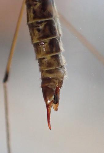 Réf. 240 957 : Tipula sp.